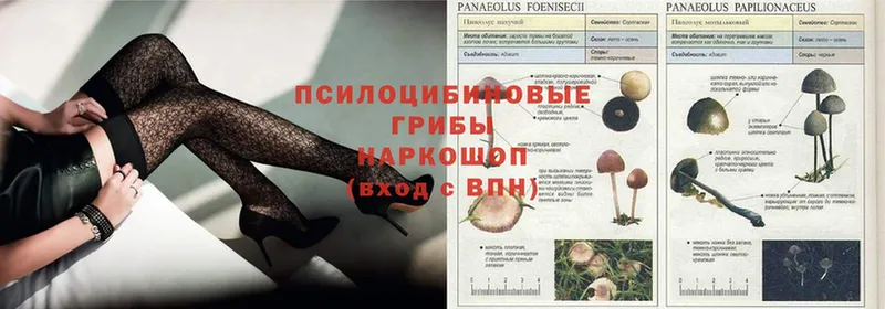 Псилоцибиновые грибы Psilocybe  Бокситогорск 